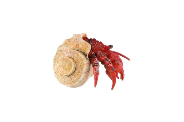 Krab pustelnik zooted plastikowy 7cm w woreczku