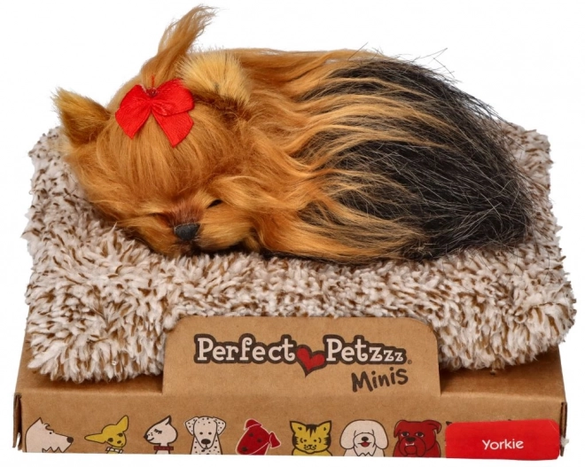 Perfekcyjny Mały York Szczeniak