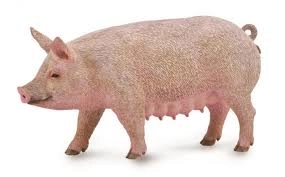 Świnka