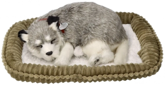 Zachwycający pluszak Alaski Husky