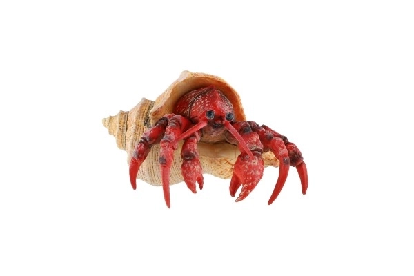 Krab pustelnik zooted plastikowy 7cm w woreczku