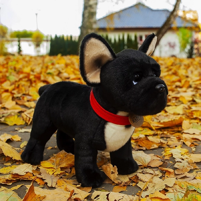 Pluszowy francuski buldog czarny z obrożą stojący 30 cm ECO-FRIENDLY