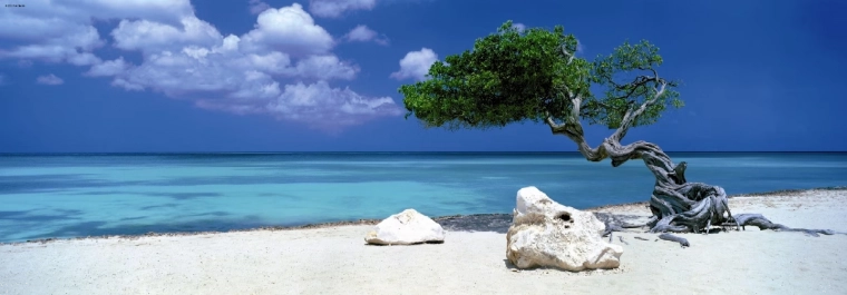 Panoramiczne puzzle Drzewo Divi Divi na Arubie 1000 elementów HEYE