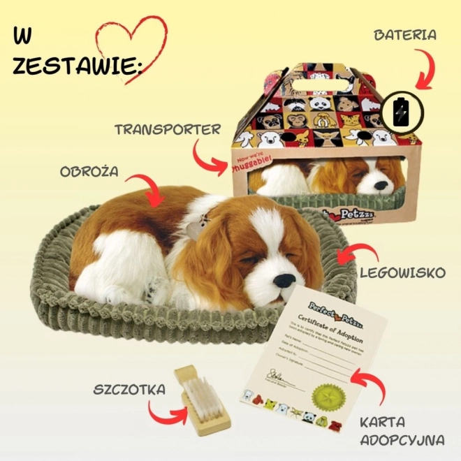 Oddychające szczenię Cavalier