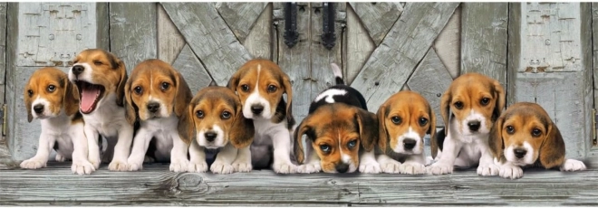 Puzzle 1000 elementów Kompaktowa panorama Beagle