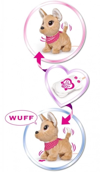 CCL Szczenię chihuahua