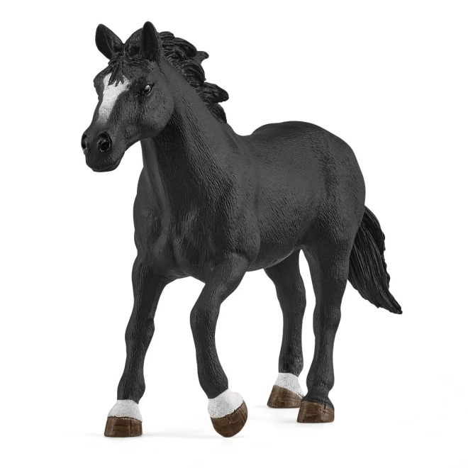 Wspaniały koń Appaloosa