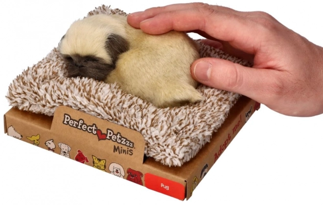 Urocze szczenię mops Perfect Petzzz