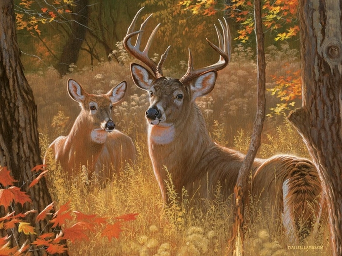 Piękny motyw tajnego spotkania jeleni