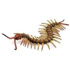 COLLECTA Stonoga