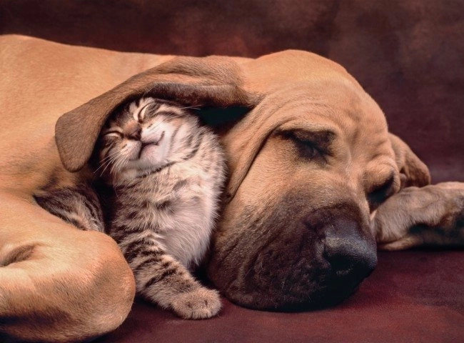 Puzzle Clementoni 500 elementów Cuddles