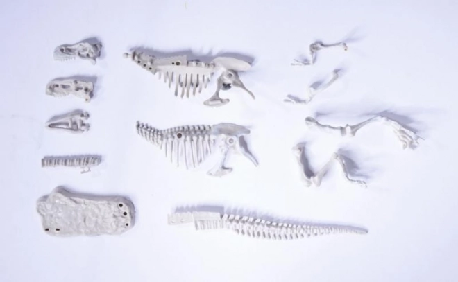 Zestaw do wykopywania i składania szkieletów dinozaurów