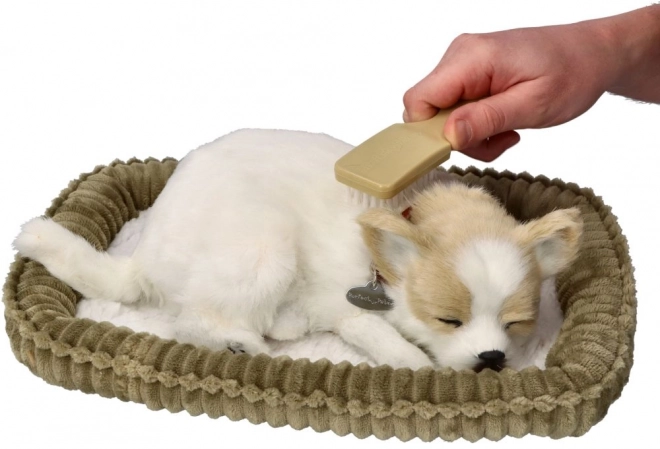 Chrapiący szczeniak Chihuahua