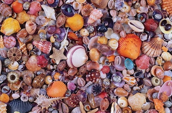 Puzzle Muszle 1000 elementów