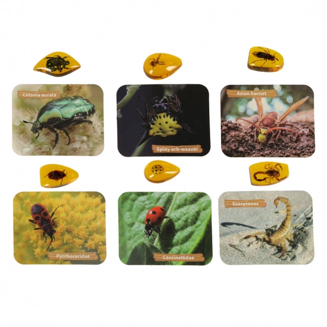 Archeologiczny edukacyjny zestaw Owady w Bursztynie