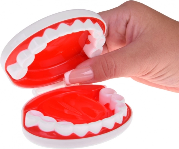 Kącik dentystyczny z modelem szczęki