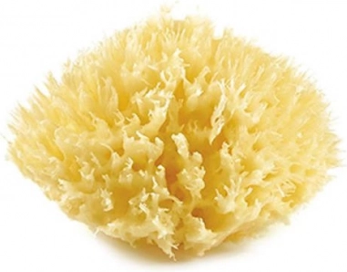 Gąbka morska, Yellow