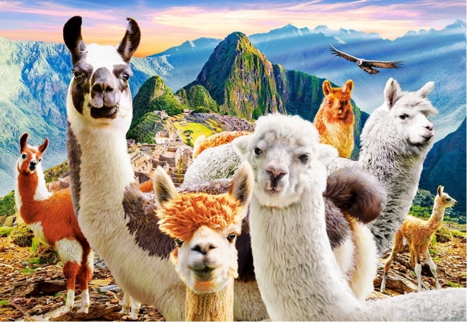 Puzzle 1000 kawałków Llamas Selfie