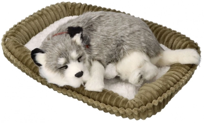 Zachwycający pluszak Alaski Husky