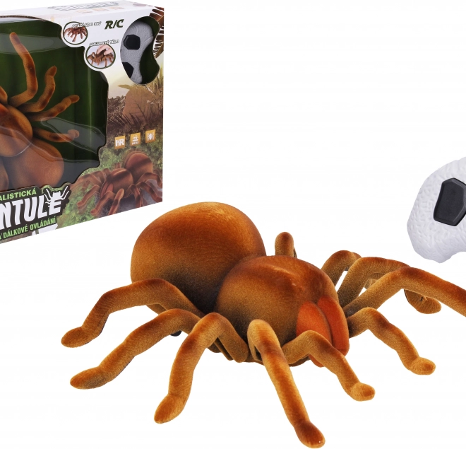 Tarantula na pilota 24 cm