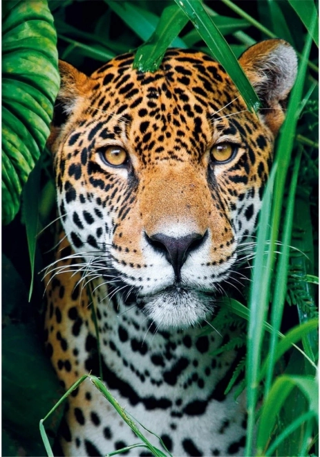 Puzzle 500 elementów Jaguar w dżungli