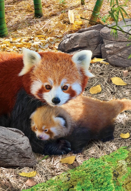 Puzzle Ratunek Naszej Planety: Pandki czerwone XL 250 części