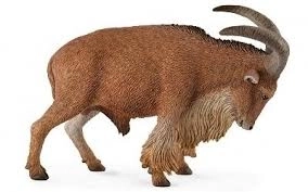 Owca Grzywiasta Collecta