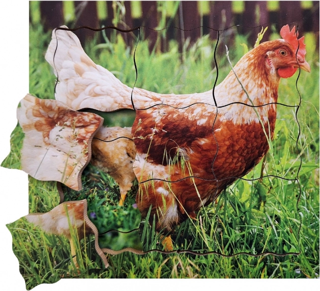 Warstwowe drewniane puzzle Kura i jej cykl życiowy
