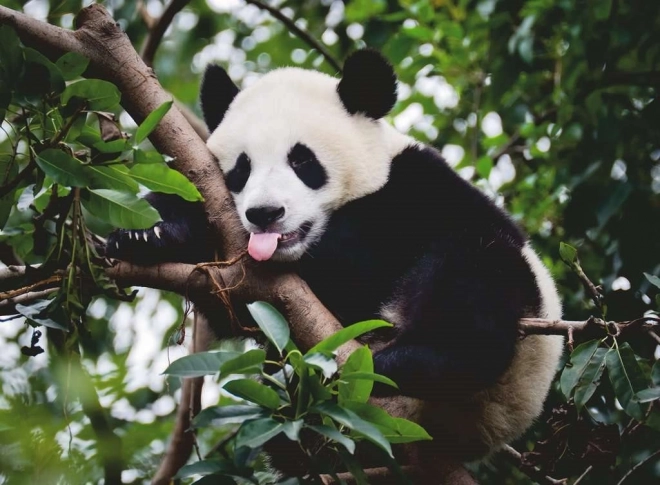 Puzzle panda od Ravensburger 500 elementów