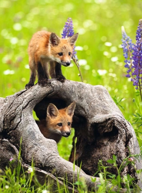 RAVENSBURGER puzzle ciekawskie lisy xxl 300 elementów