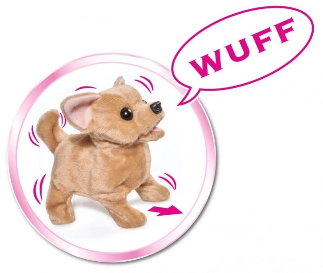 CCL Szczenię chihuahua