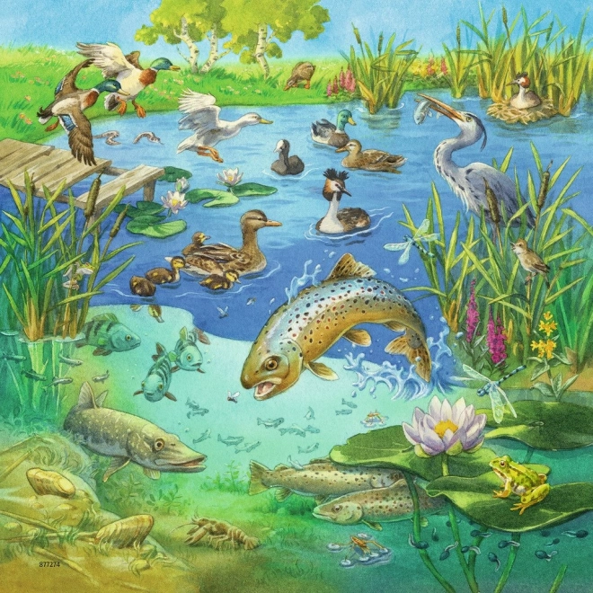 Żywa ilustracja stawu