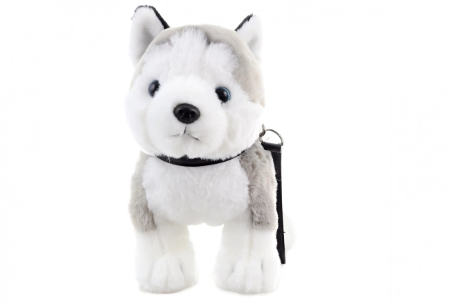 Pluszowy husky z smyczą