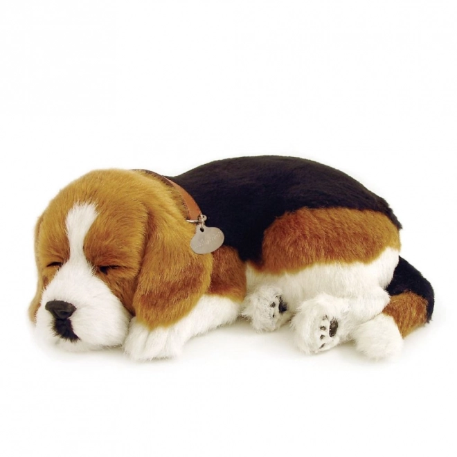 Oddychające szczeniaczko Beagle Perfect Petzzz