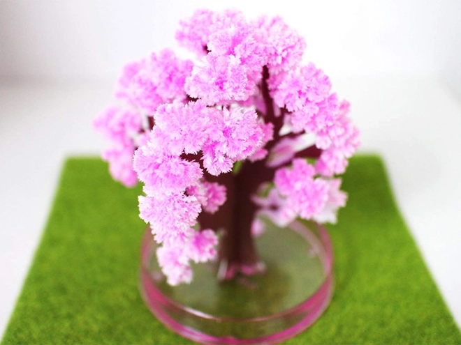Magiczne drzewo Sakura