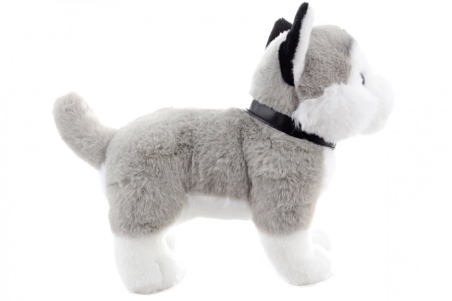Pluszowy husky z smyczą