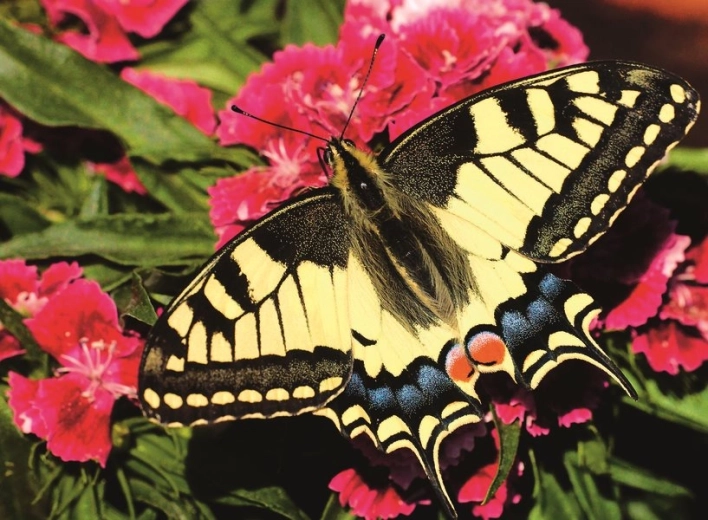 Ravensburger puzzle Piękny motyl 500 elementów