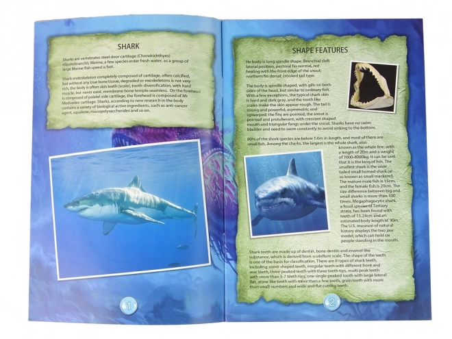 Edukacyjny zestaw Odkrywanie oceanu - Rekin i trylobity