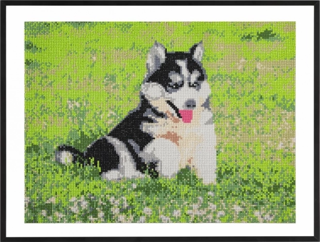 GRAFIX Malowanie Diamentowe Husky 40x50cm