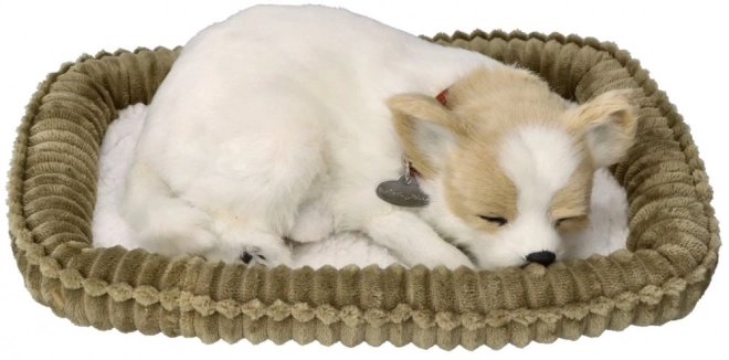 Chrapiący szczeniak Chihuahua
