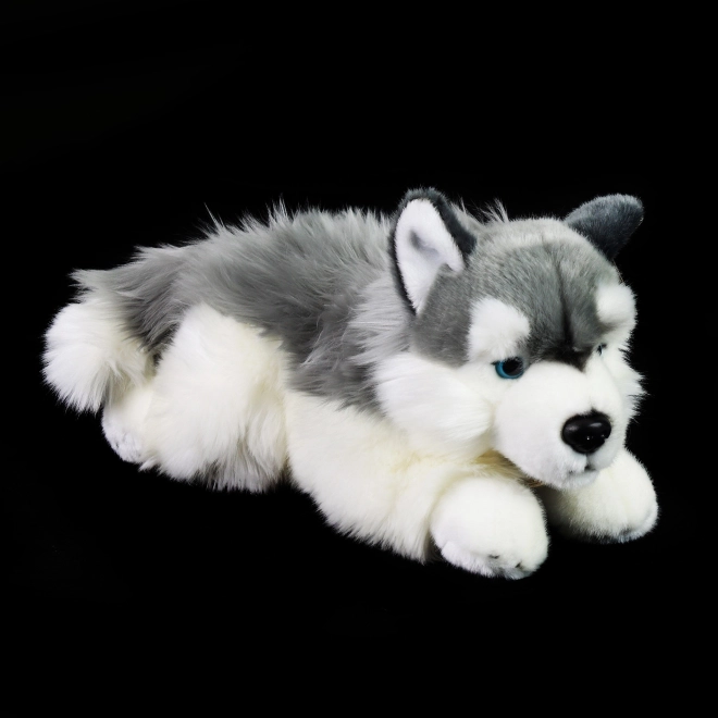 Rappa Pluszowy pies husky leżący 30 cm