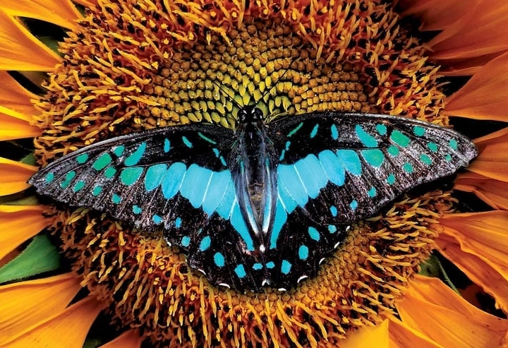 Interdruk puzzle Kolorowa przyroda: Motyl 250 elementów