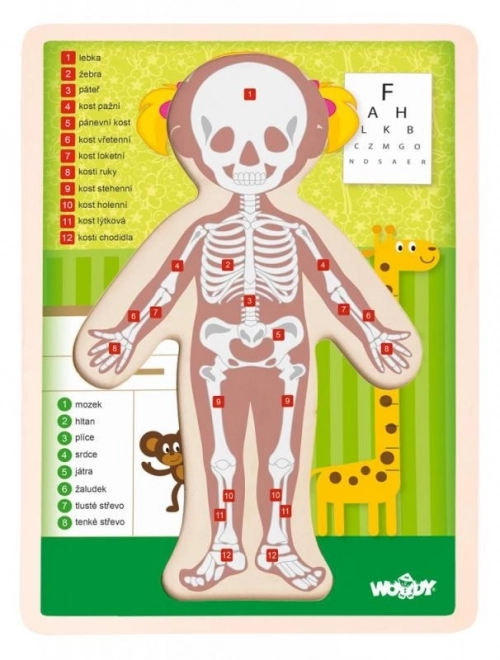 Woody drewniane dwustronne puzzle ciało ludzkie - dziewczynka