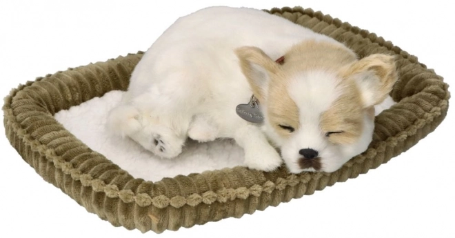 Chrapiący szczeniak Chihuahua