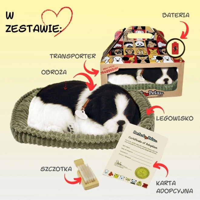 Oddychające szczenię Border collie do adopcji
