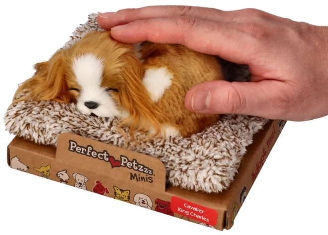 Śpiące szczenię Cavalier King Charles Perfect Petzzz
