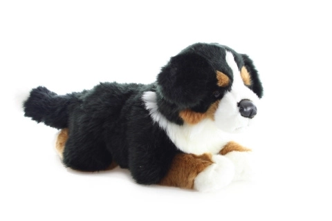 Plusz Berneński pies pasterski 40 cm