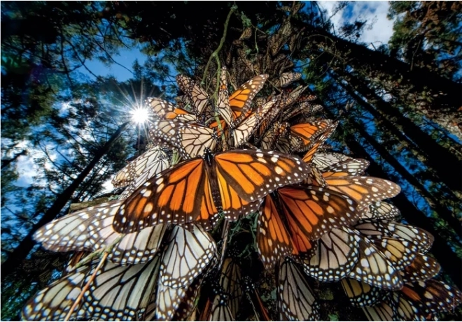 Puzzle 1000 elementów Motyle Monarch – Compact