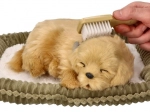 Adoptuj oddychające szczenię golden retrievera