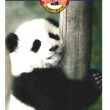 Zestaw kredek KOH-I-NOOR 12 kolorów